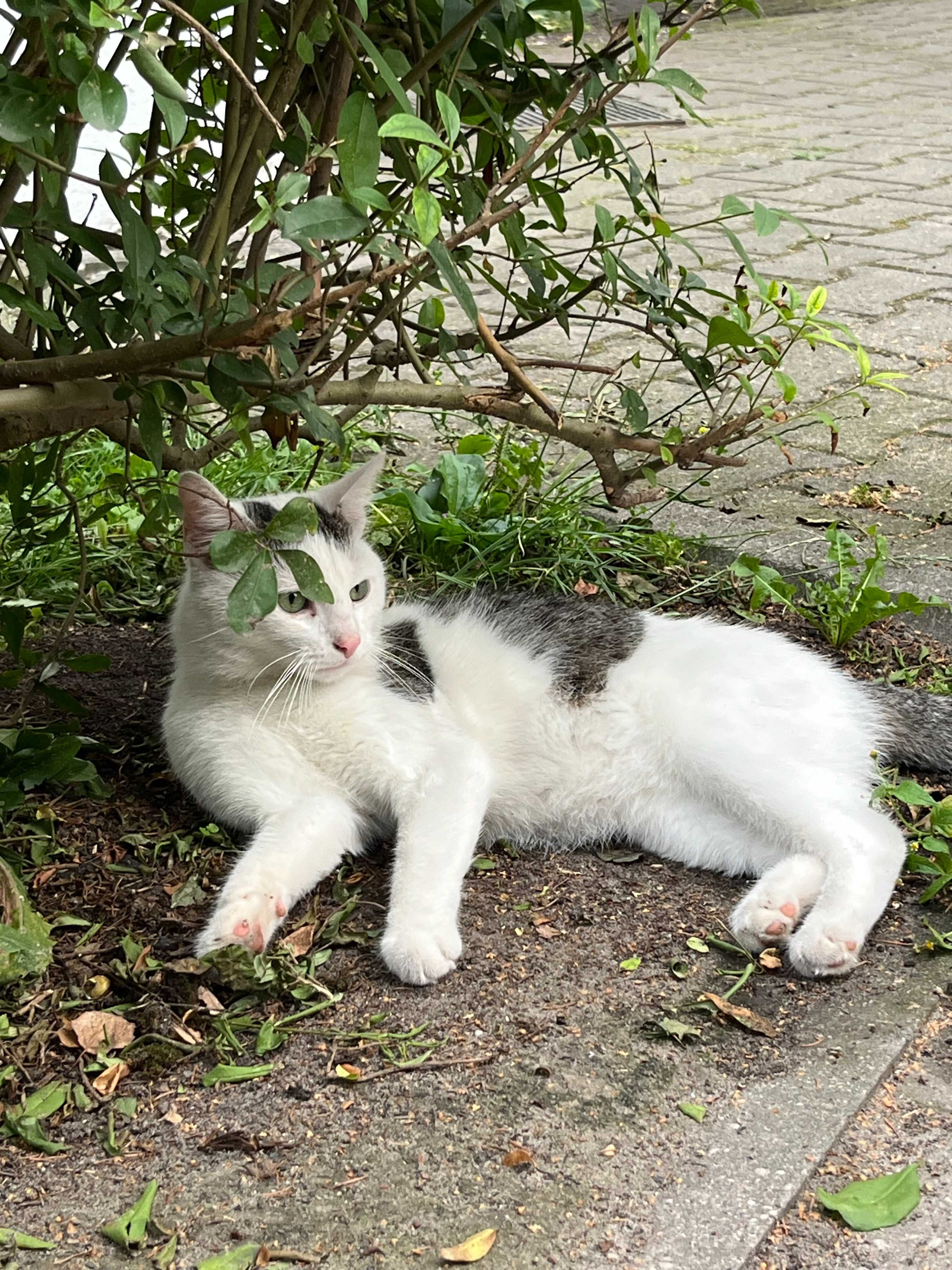 Uroczy kotek szuka domu!