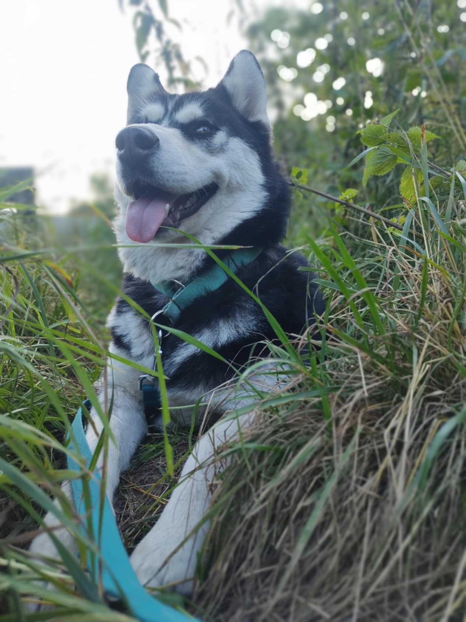 Czarna Zosia, kochana, młoda suczka mix husky i malamute szuka domu