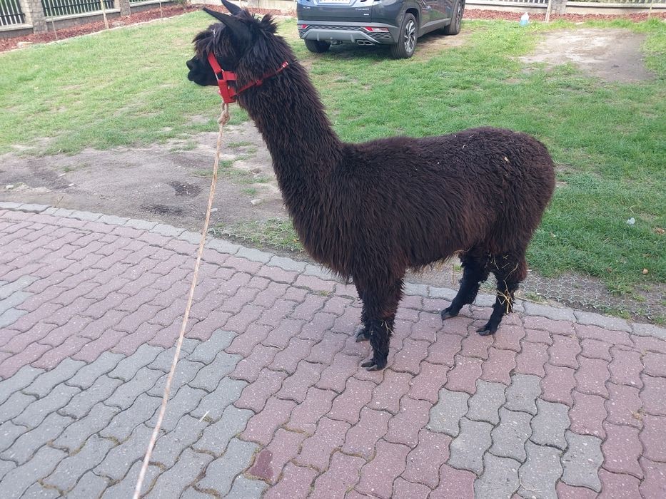 Alpaka chodząca na spacery