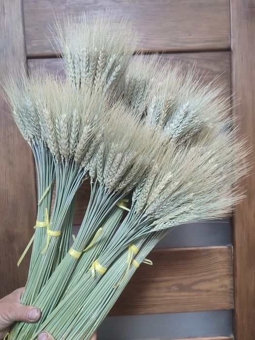 Колоски/злаки /сухоцвіти