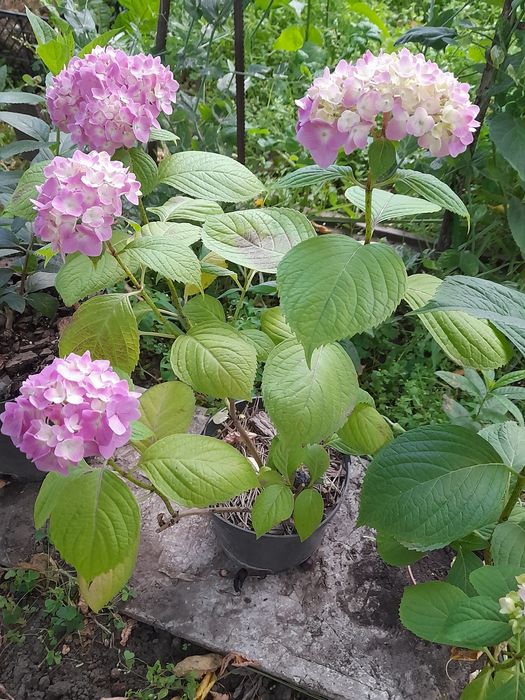 Гортензия розовая садовая