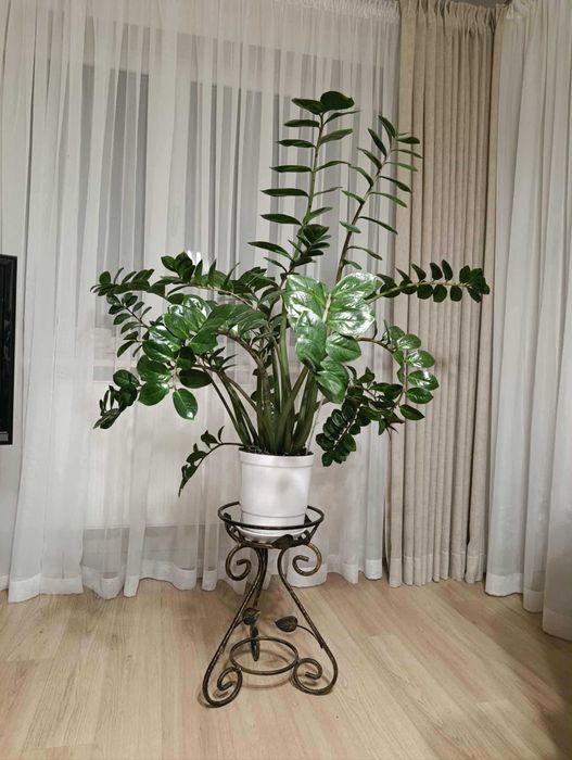 Zamiokulkas (zamioculcas)
