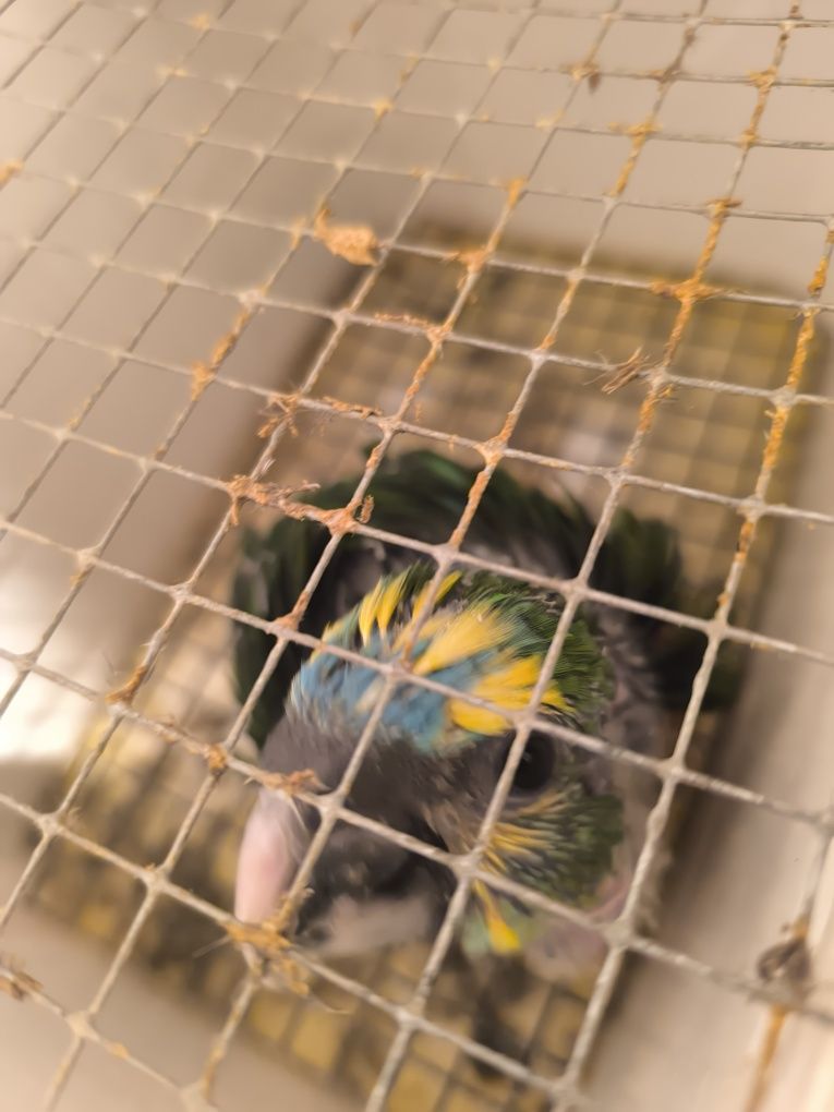 Arara Azul criada à mão