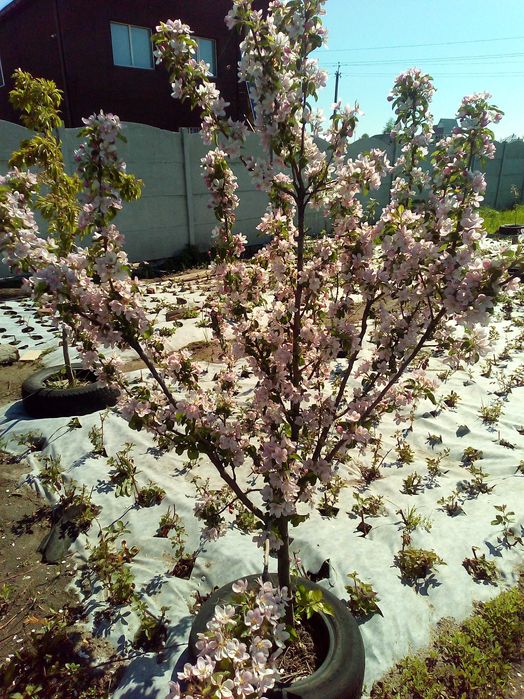 Магнолія Інжир Абрикоса Яблуня Груша Айва Ківі Персик Нектарин Хурма