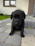 Szczeniak Labrador