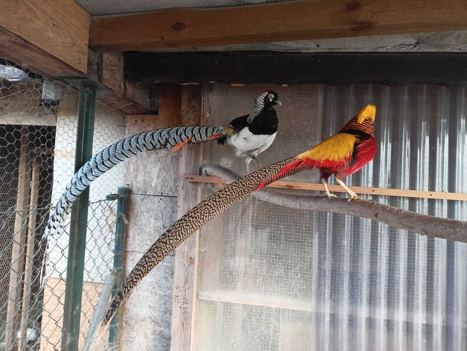 Bażant -bażanty diamentowy i złoty