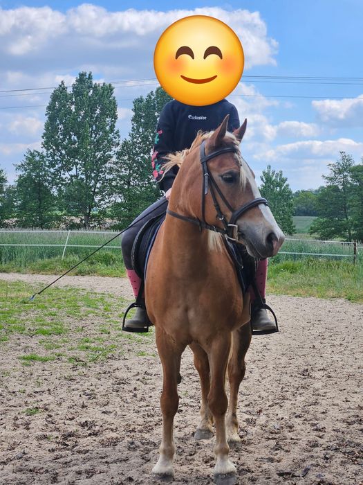 Sprzedam klacz, kuc w typie haflingera