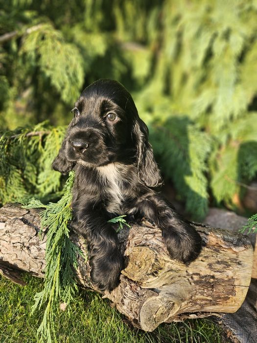 Cocker spaniel angielski