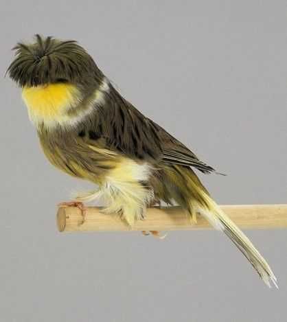 Vendo canários gulosters