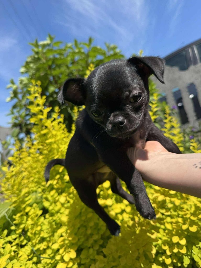 Piesek Chihuahua gotowy do odbioru