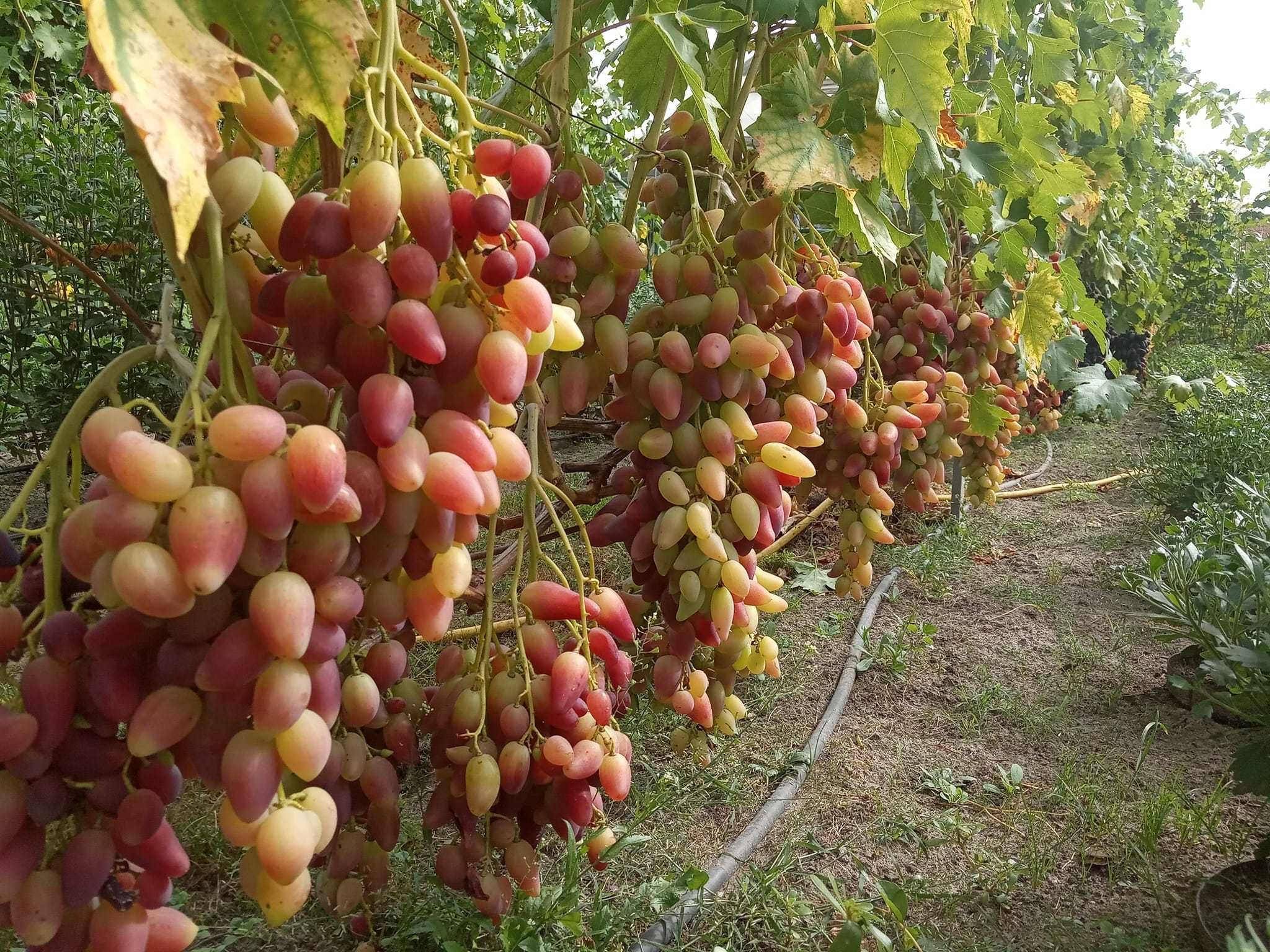 Виноград, вегетуючі саджанці та старші плодоносні кущі в горшках