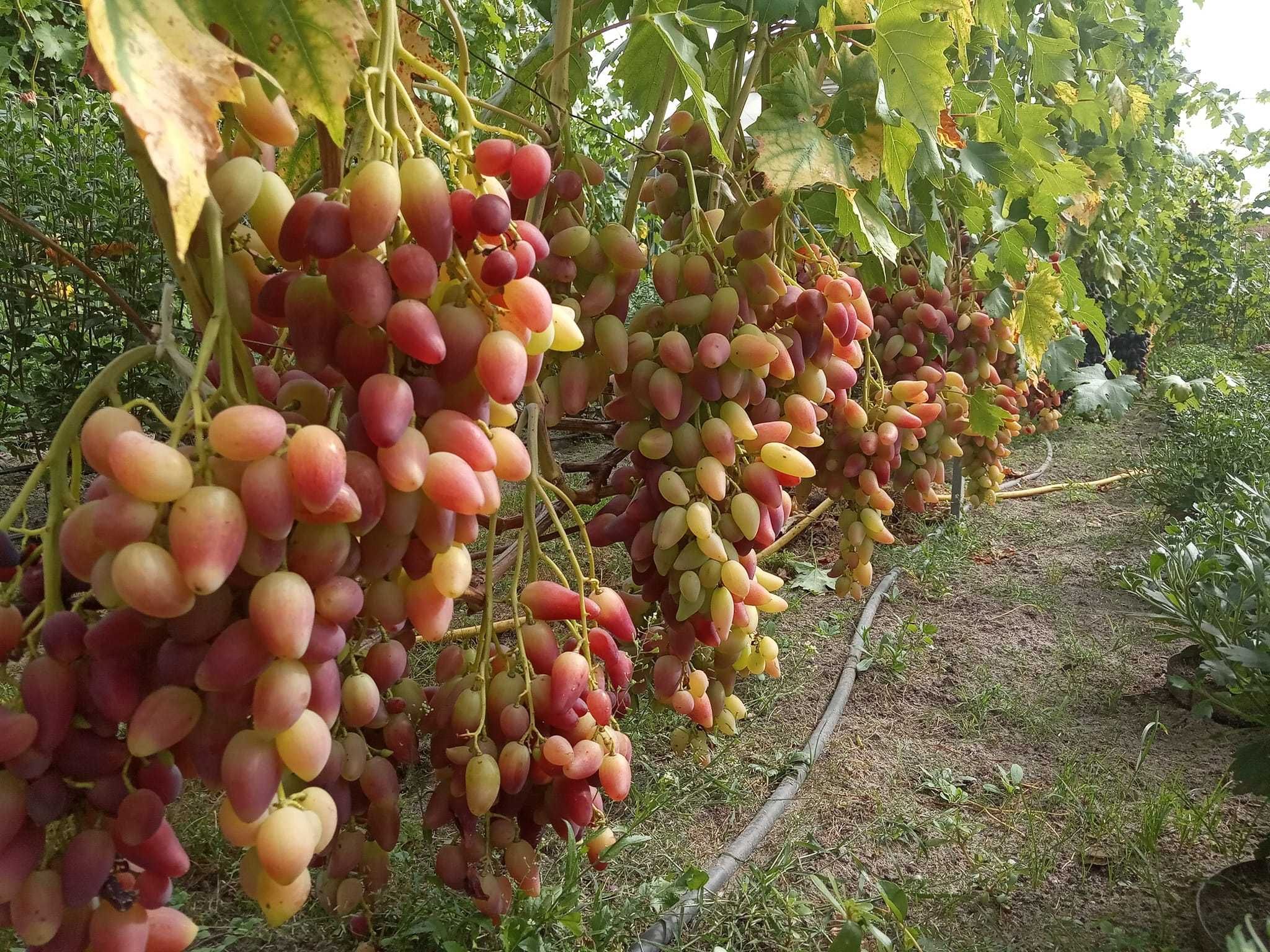 Виноград, саджанці та старші кущі що вже плодоносять