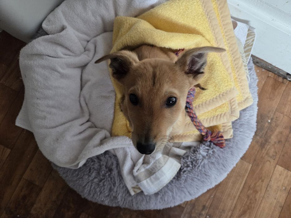 Отдам в хорошие руки