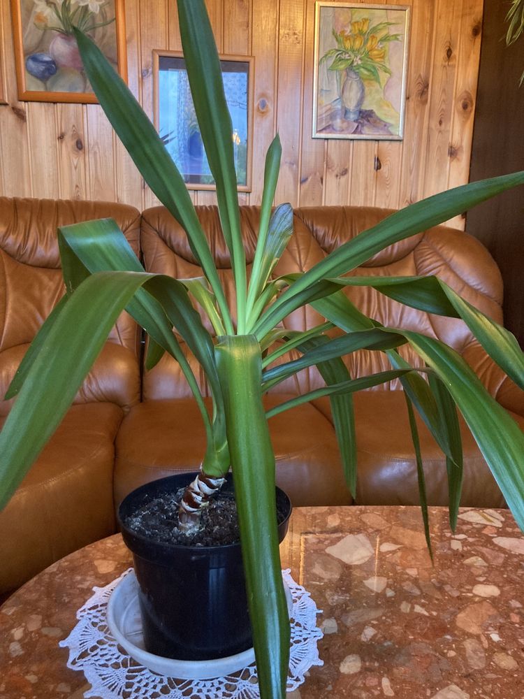 Juka, dracena, rośliny zielone, rośliny doniczkowe