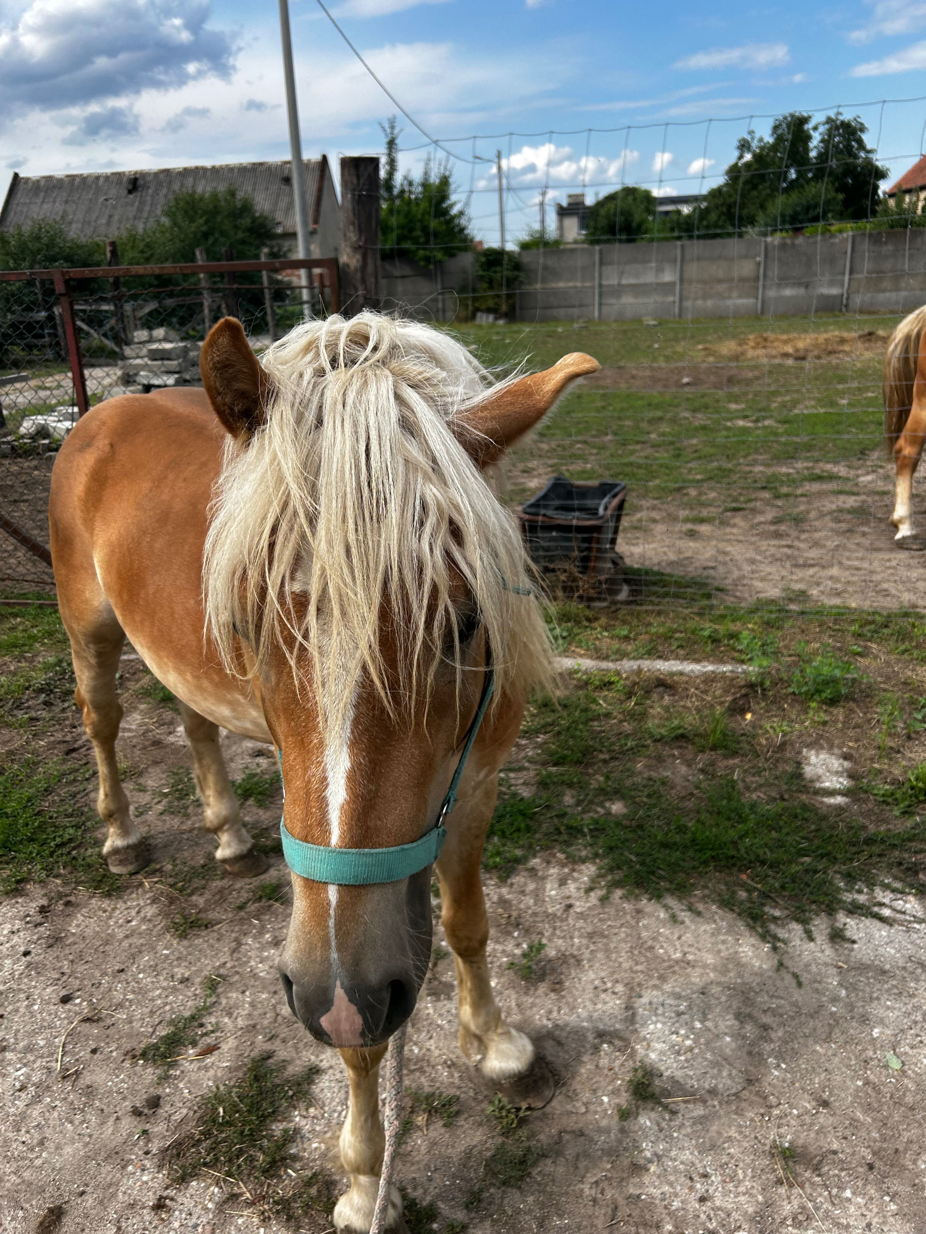 FIKUS i FIGUS zmienia dom