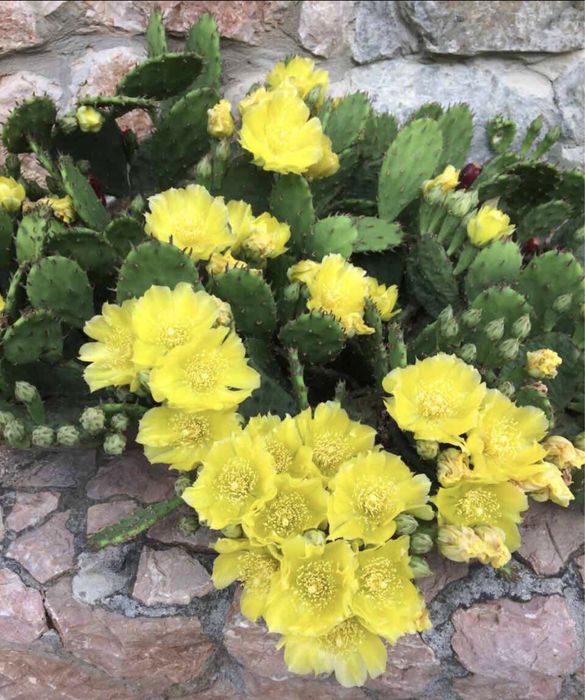 Кактуси                 різні