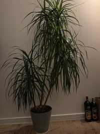 Duża potrójna Dracena 150x90