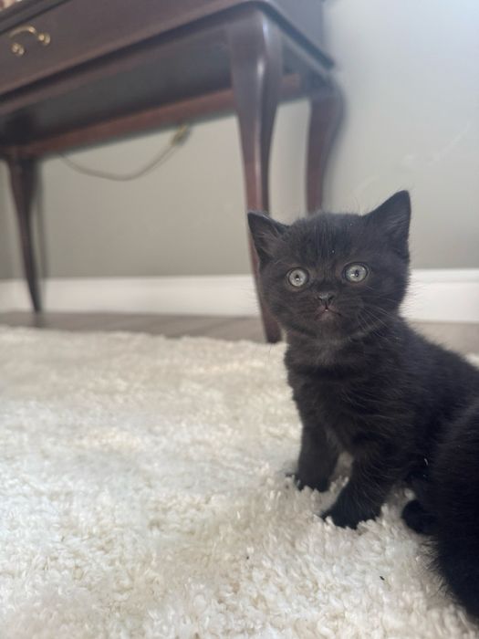 Кошеня шотландець, кошеня висловухе