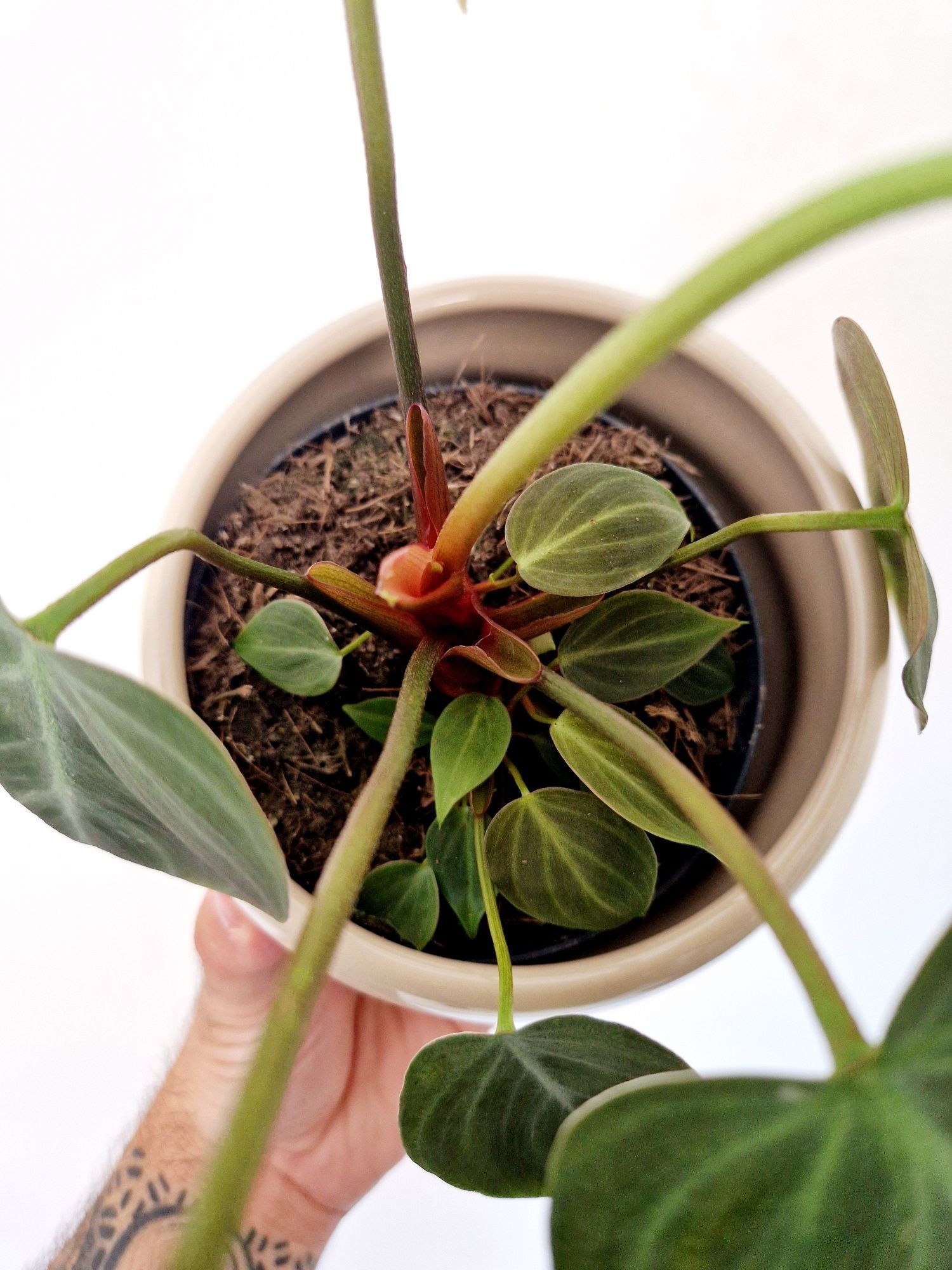 Philodendron El Choco Red