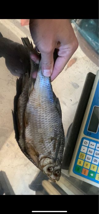 Тарань,Судак,Окунь,Лещ,Оптовые цены на розницу