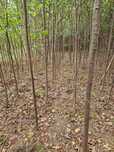Lipa drobnolistna , klon Globosum , columnare  8-20 cm obw , szmaragd