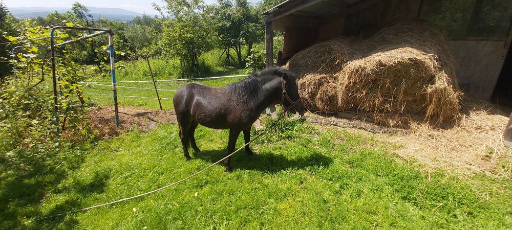 Konik kucyk ogierek 19 miesięcy