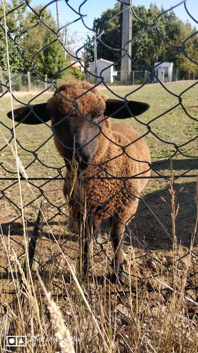 Borrega nova de qualidade