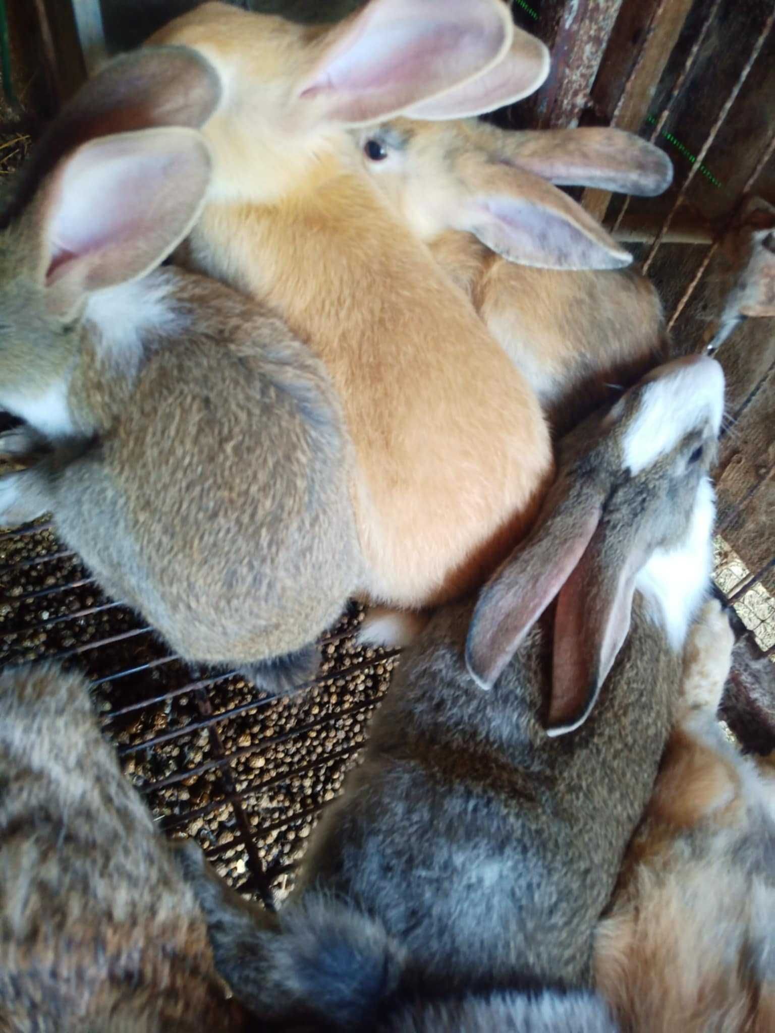 Coelhos pequenos