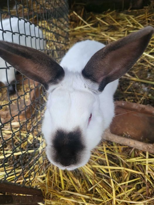 Króliki kalifornijskie