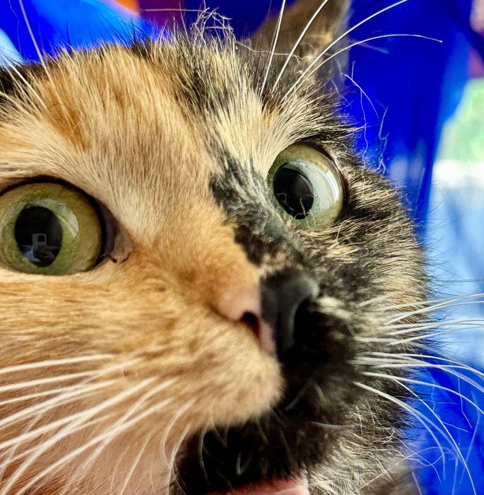 Кошку выбросили на море