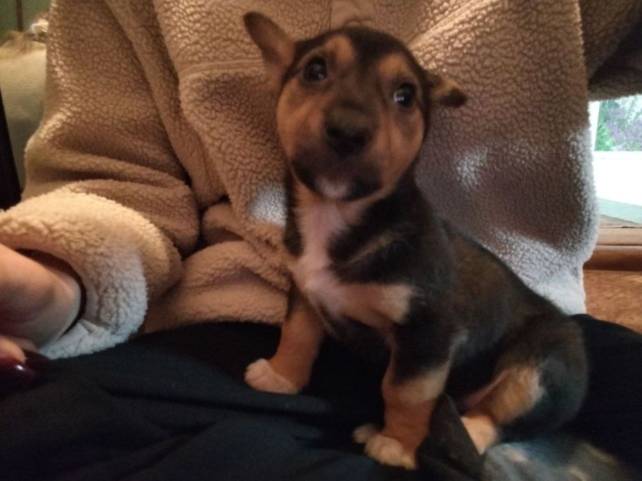 Два коротколапі хлопчики метиси