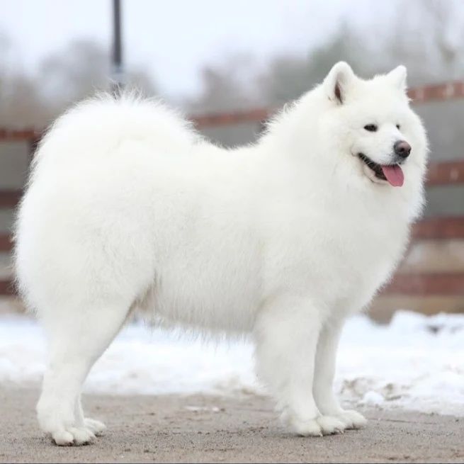 Samoyed gotowy do odbioru