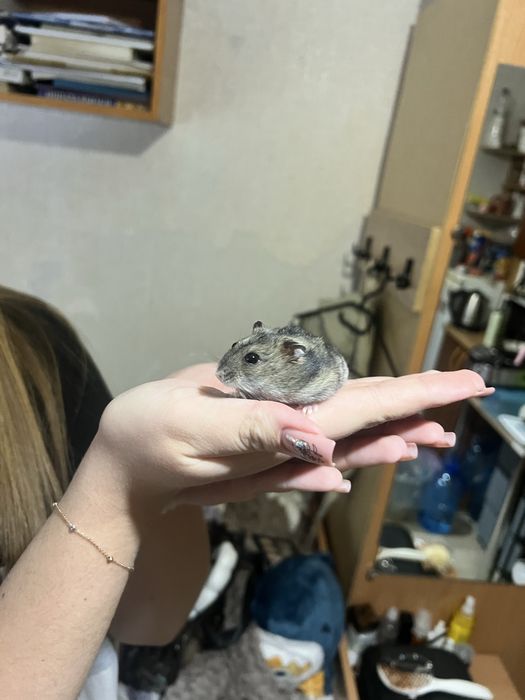 хомяк джунгарік.