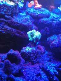 Hydnophora fluo koralowce szczepki akwarium morskie
