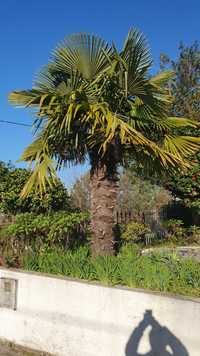 Palmeira Leque  para venda