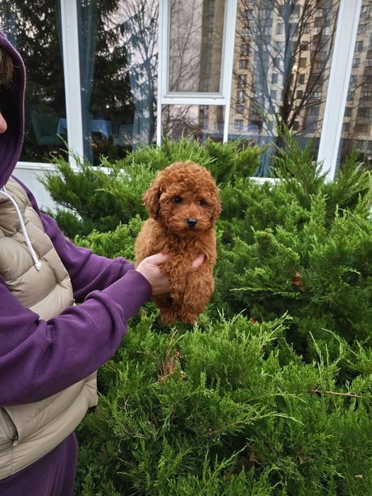 Хлопчики Той пуделя від китайських батьків