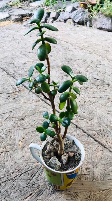 Толстянка денежное дерево Crassula крассула h-27см растение вазон