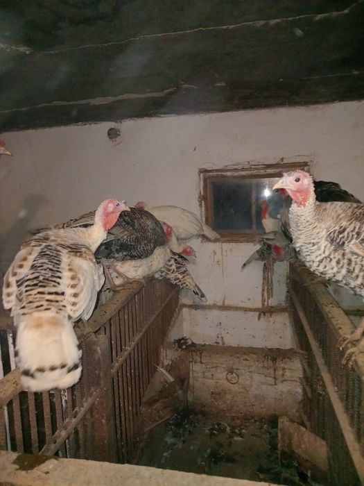 Продаються Індики молоді