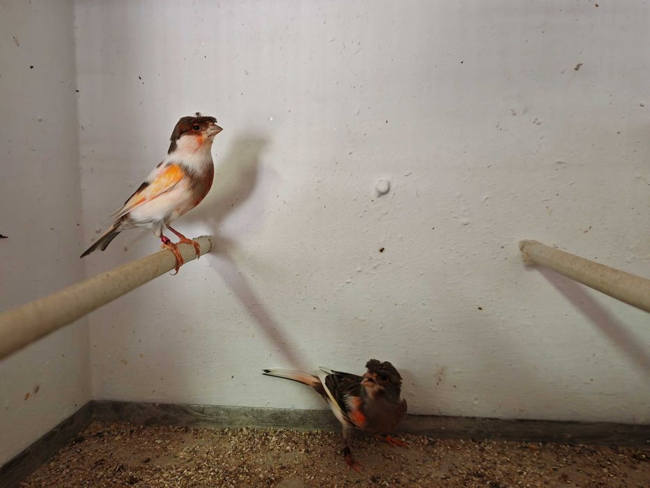 Casais Canários Arlequim Português