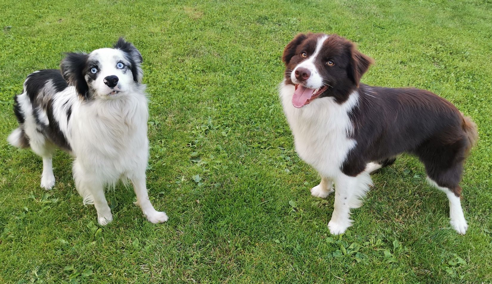 Border collie- suczka gotowa do zmiany domu