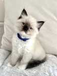 Ragdoll NiebieskoOki kocurek Olaf- Wrzesień