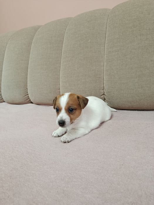 Śliczna suczka Jack Russell Terrier