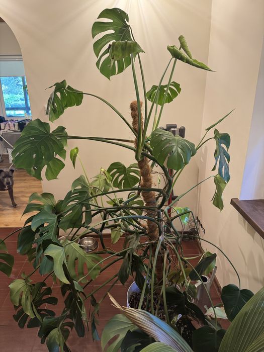 Monstera 1,8m zdrowa POLECAM