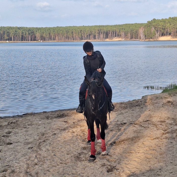 Wałach po Barros KWPN