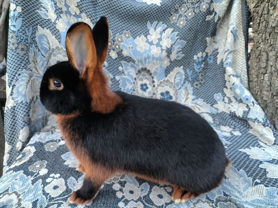 Чорно -огнянний кролик