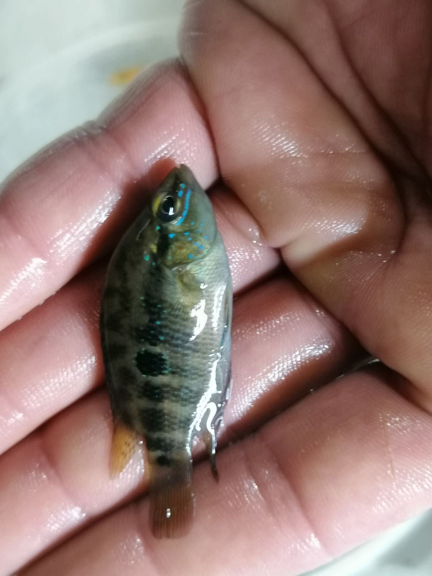 Trichromis Salvini