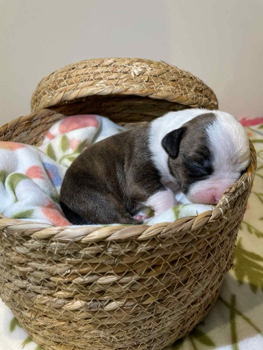 Amstaff FCI/ZKWP szczenieta American Staffordshire Terrier