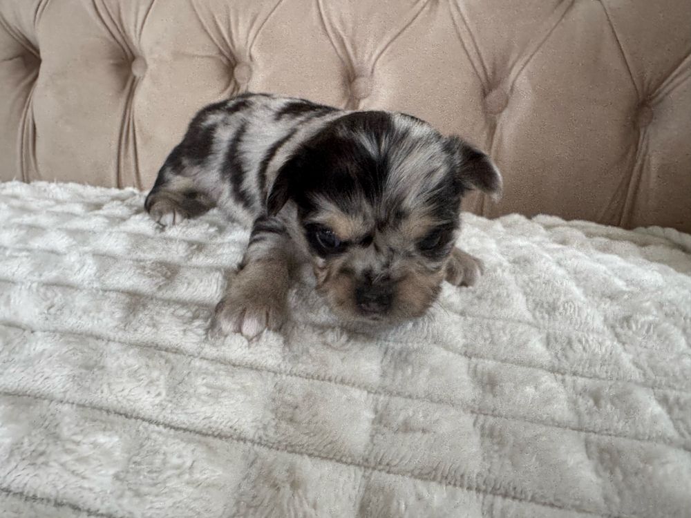 Basco / Chihuahua / Piesek / Choco Merle