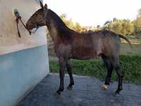 Poldro cruzado lusitano