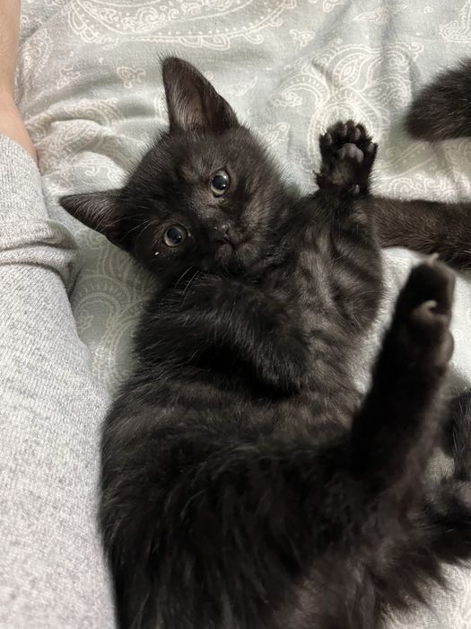 Віддаються безкоштовно шотландські прямовухи кошенята (Scottish Fold)